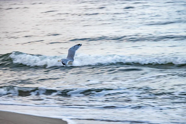 Hermoso Pájaro Gaviota Grande Orilla Del Mar Báltico Polonia — Foto de Stock