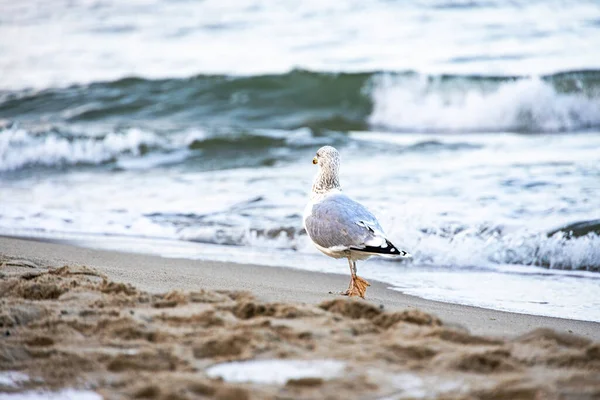 Hermoso Pájaro Gaviota Grande Orilla Del Mar Báltico Polonia — Foto de Stock