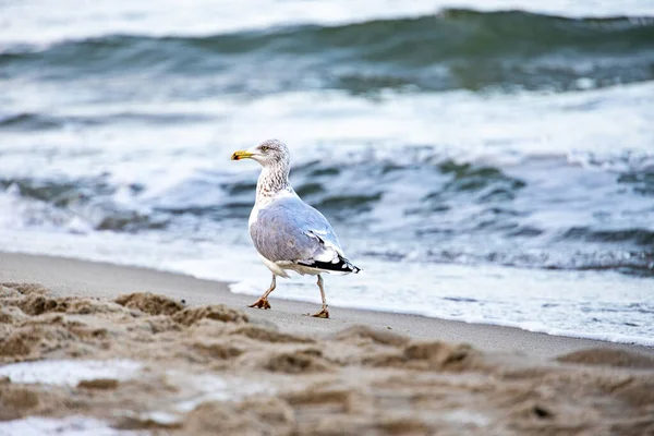 Hermoso Pájaro Gaviota Grande Orilla Del Mar Báltico Polonia —  Fotos de Stock