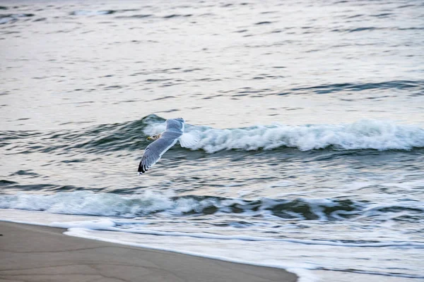 Hermoso Pájaro Gaviota Grande Orilla Del Mar Báltico Polonia — Foto de Stock
