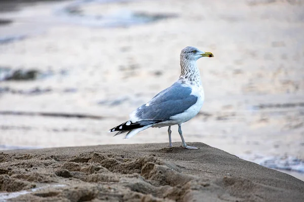 Belo Grande Pássaro Gaivota Costa Mar Báltico Polônia — Fotografia de Stock