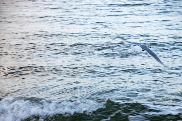 Hermoso Pájaro Gaviota Grande Orilla Del Mar Báltico Polonia — Foto de Stock