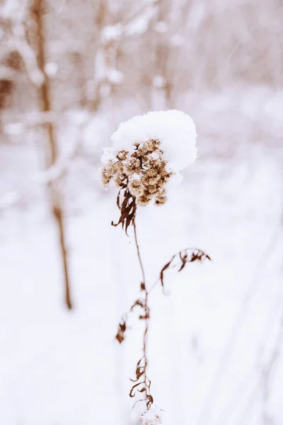 Beautiful Old Withered Field Flower Winter Snowy Day Meadow Closeup — Stock Photo, Image