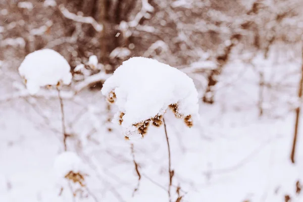 Hermoso Viejo Marchita Flor Campo Invierno Nevado Día Prado Primer — Foto de Stock