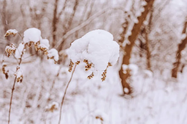 Hermoso Viejo Marchita Flor Campo Invierno Nevado Día Prado Primer — Foto de Stock