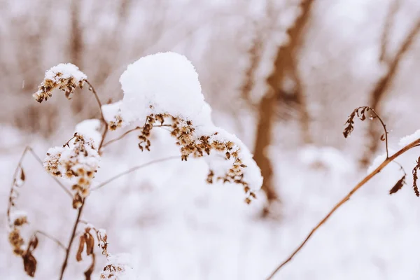 Hermoso Viejo Marchita Flor Campo Invierno Nevado Día Prado Primer — Foto de Stock