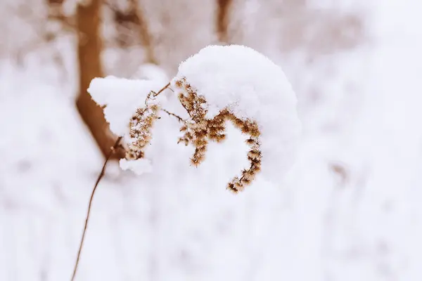 Hermoso Viejo Marchita Flor Campo Invierno Nevado Día Prado Primer — Foto de Stock