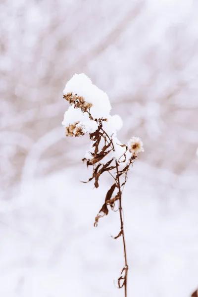 Piękny Stary Uschnięty Kwiat Polny Zimowy Śnieżny Dzień Łące Zbliżeniu — Zdjęcie stockowe