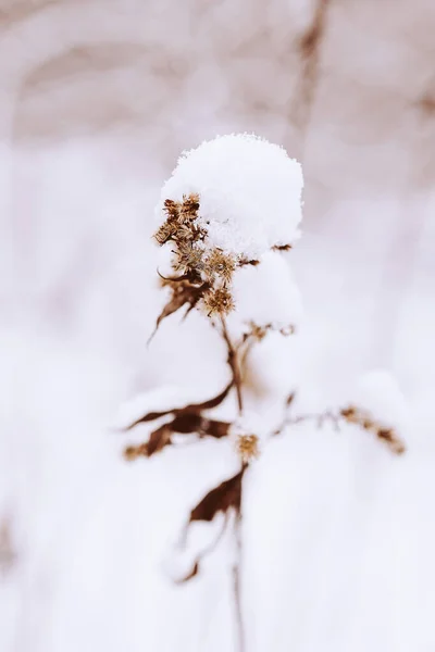 Bellissimo Vecchio Fiore Campo Appassito Inverno Giorno Nevoso Nel Prato — Foto Stock