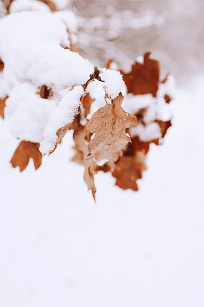 美丽的褐色叶子在树枝上 在冬季白雪的背景下 在特写中 — 图库照片