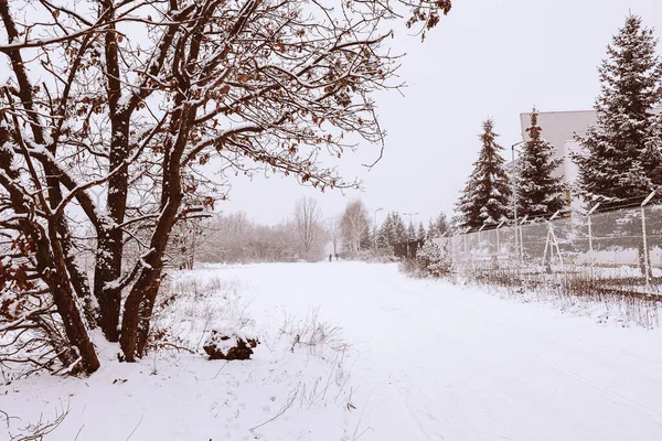 森の中に雪に覆われた木々と狭い道を持つ美しい冬の自然景観 — ストック写真
