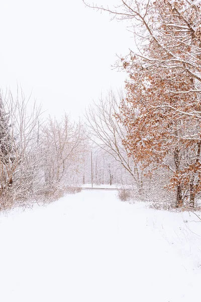 Piękny Zimowy Krajobraz Pokrytymi Śniegiem Drzewami Lesie Wąską Ścieżką — Zdjęcie stockowe