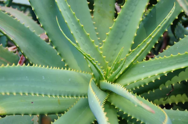 Bellissimo Sfondo Con Grande Aloe Vera Verde Primo Piano — Foto Stock