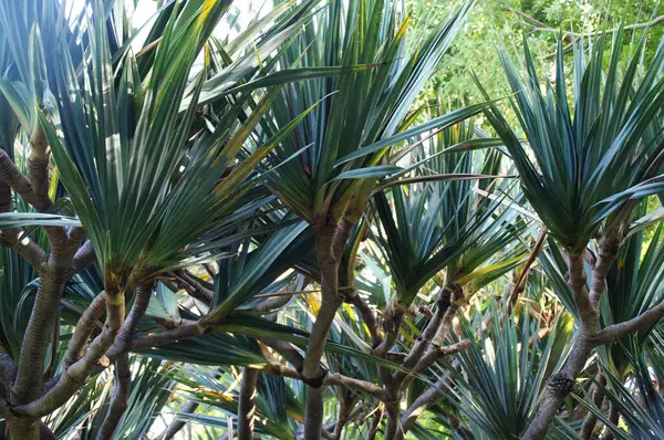 Beau Fond Vert Avec Des Plantes Exotiques Dans Jardin — Photo