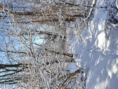 Polonya 'da güneşli bir günde karla kaplı ağaçların arasında orman yolu olan güzel kış manzarası.