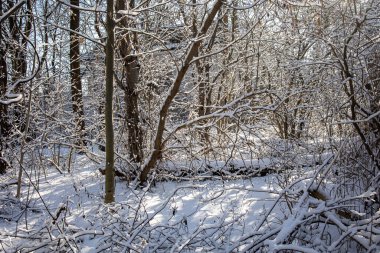 Polonya 'da güneşli bir günde karla kaplı ağaçların arasında orman yolu olan güzel kış manzarası.