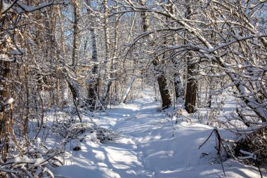 Polonya 'da güneşli bir günde karla kaplı ağaçların arasında orman yolu olan güzel kış manzarası.