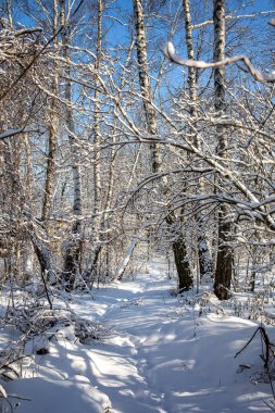 Polonya 'da güneşli bir günde karla kaplı ağaçların arasında orman yolu olan güzel kış manzarası.