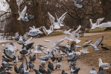 Polonya 'da bir parkta beslenen güzel kuşlar, güvercinler ve kırlangıçlar.