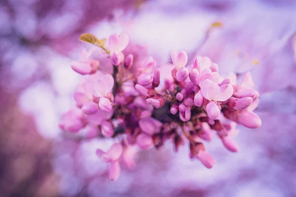 Ilık bir bahar gününde İspanya 'da güzel bir menekşe çiçek açan Jacaranda ağacı.