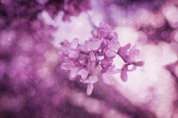Gros Plan Magnifique Arbre Jacaranda Fleurs Violettes Par Une Chaude — Photo