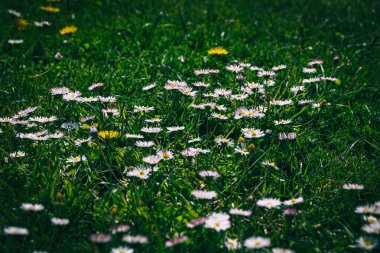 Ilık bir bahar gününde yeşil bir çayırda güzel beyaz papatyalar yakın planda.