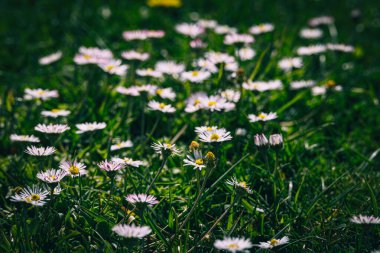 Ilık bir bahar gününde yeşil bir çayırda güzel beyaz papatyalar yakın planda.