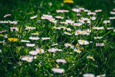 Ilık bir bahar gününde yeşil bir çayırda güzel beyaz papatyalar yakın planda.