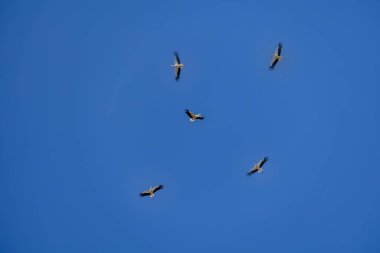 Güzel leylek kuşu mavi bulutsuz gökyüzüne karşı uçuyor.