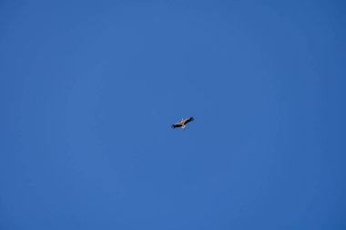 Güzel leylek kuşu mavi bulutsuz gökyüzüne karşı uçuyor.