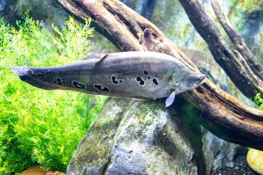 İspanya 'daki Zaragoza hayvanat bahçesinin akvaryumunda yüzen küçük, güzel bir balık.