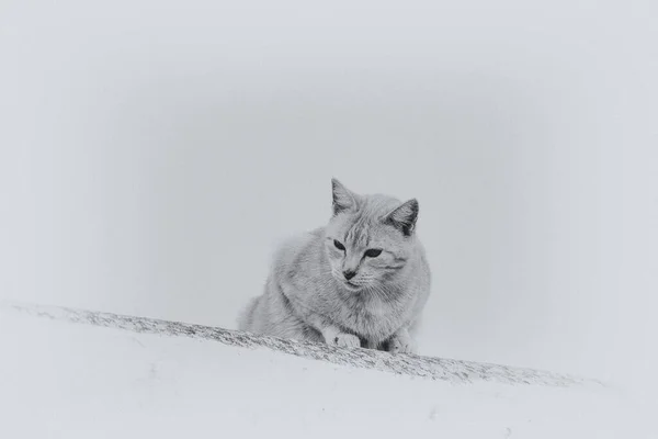 Красивий Дорослий Кіт Світлому Тлі Цегляного Будинку Зовні — стокове фото