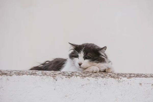 Όμορφη Ενήλικη Γάτα Ένα Ελαφρύ Φόντο Ενός Σπιτιού Τούβλο Έξω — Φωτογραφία Αρχείου