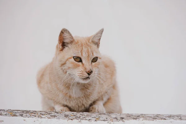 Krásná Dospělá Kočka Světlém Pozadí Cihlového Domu Venku — Stock fotografie
