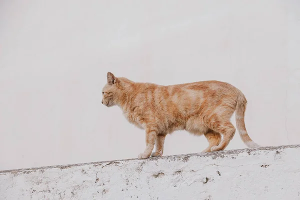 Mooie Volwassen Kat Een Lichte Achtergrond Van Een Bakstenen Huis — Stockfoto