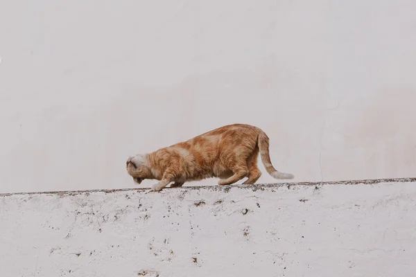 Krásná Dospělá Kočka Světlém Pozadí Cihlového Domu Venku — Stock fotografie
