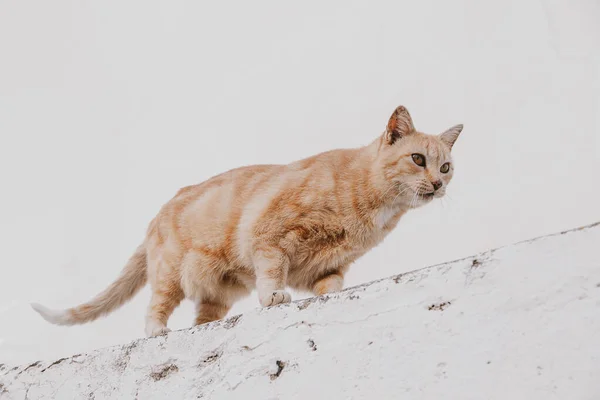 Hermoso Adulto Gato Luz Fondo Ladrillo Casa Fuera —  Fotos de Stock