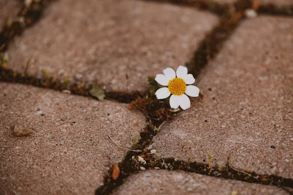 beautiful little daisy flower growing on the sidewalk between concrete slabs