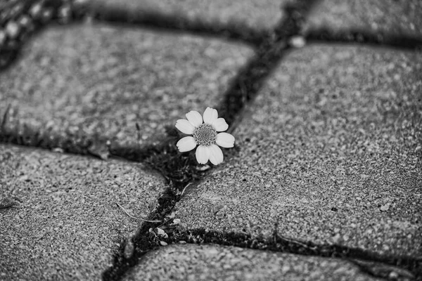 在混凝土楼板之间的人行道上生长着美丽的小雏菊 — 图库照片