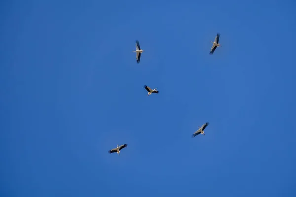 Schöner Storchenvogel Flug Vor Blauem Wolkenlosem Himmel — Stockfoto