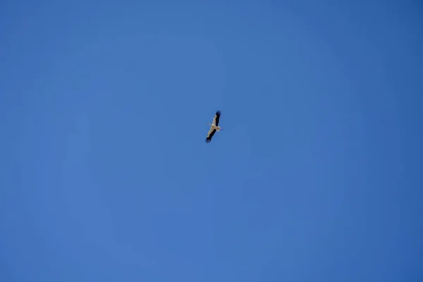 Belo Pássaro Cegonha Voo Contra Fundo Azul Céu Sem Nuvens — Fotografia de Stock