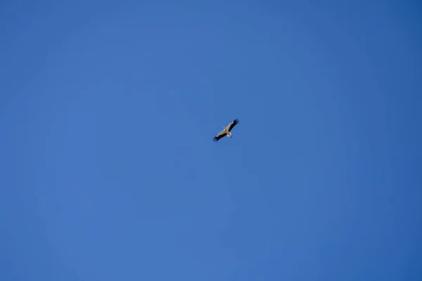 beautiful stork bird in flight against a blue cloudless sky background