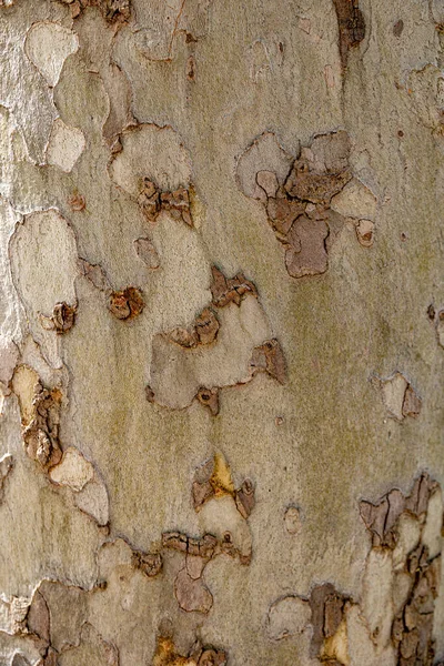 Piękny Kora Płaszczyzny Drzewo Zbliżenie Naturalne Tło — Zdjęcie stockowe