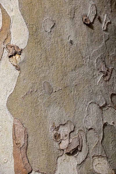 Piękny Kora Płaszczyzny Drzewo Zbliżenie Naturalne Tło — Zdjęcie stockowe