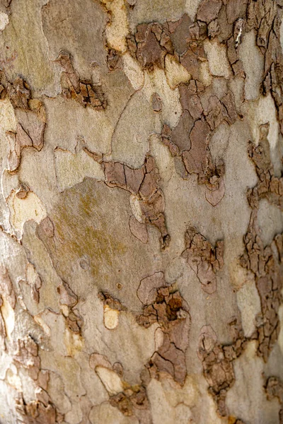 Vacker Bark Ett Plana Träd Närbild Naturlig Bakgrund — Stockfoto