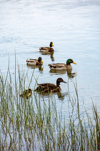 Een Familie Eenden Met Eenden Die Zwemmen Aan Rivier Ebro — Stockfoto