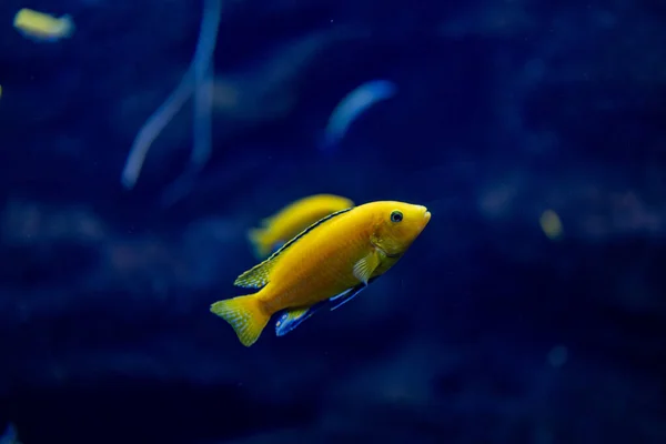 Schöne Kleine Fische Schwimmen Aquarium Des Zoos Von Zaragoza Spanien — Stockfoto