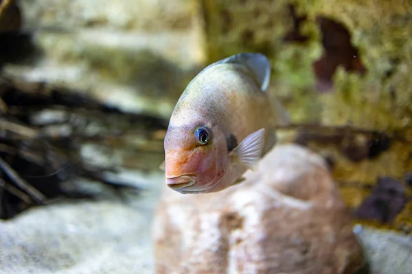 Krásné Malé Rybí Zvířátko Plavání Akváriu Zoo Zaragoza Španělsku Tmavém — Stock fotografie