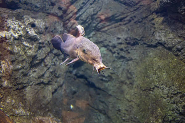 Beautiful Little Fish Animal Swimming Aquarium Zoo Zaragoza Spain Dark — Stock Photo, Image