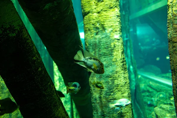 Красивое Маленькое Рыбное Животное Плавающее Аквариуме Зоопарка Сарагосы Испании Темном — стоковое фото
